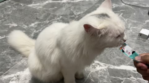 Cat cute animal