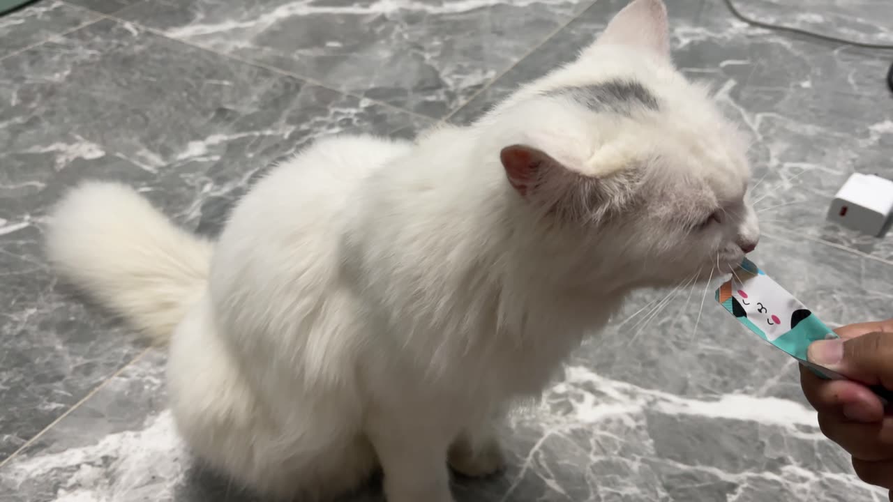 Cat cute animal