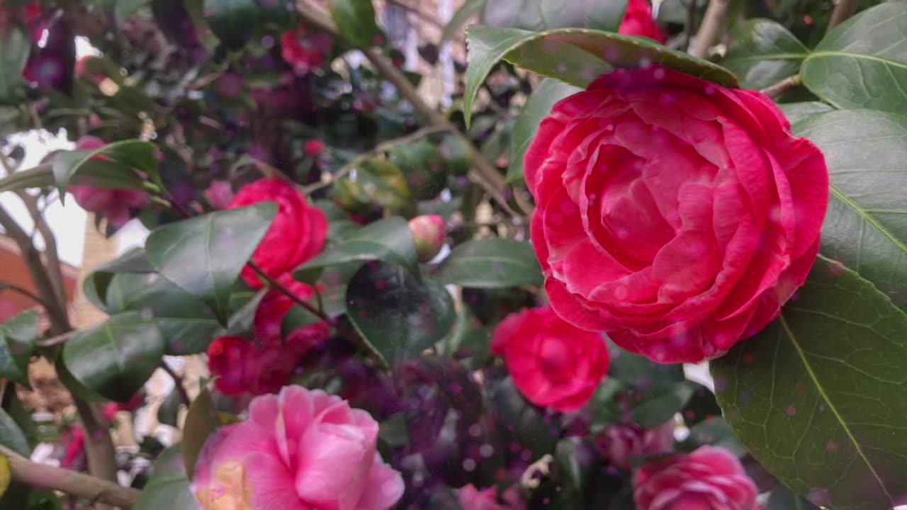 Flowers by FSCM Productions