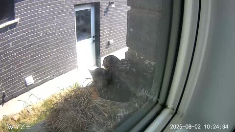 Which nestling flies next?
