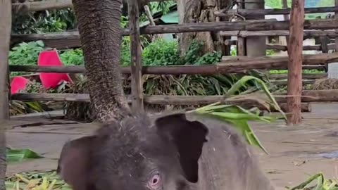 Baby Elephant Dancing Cutely 🐘💃 | Funny Animal Moments