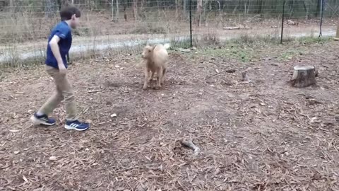 TRY NOT TO LAUGH Funny Weekend At The Zoo - LAUGH TRIGGER