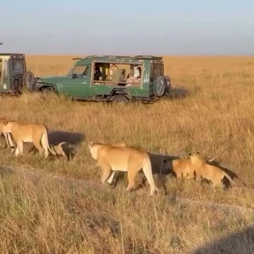 Lioness and their cubs 😊