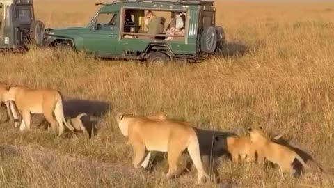 Lioness and their cubs 😊