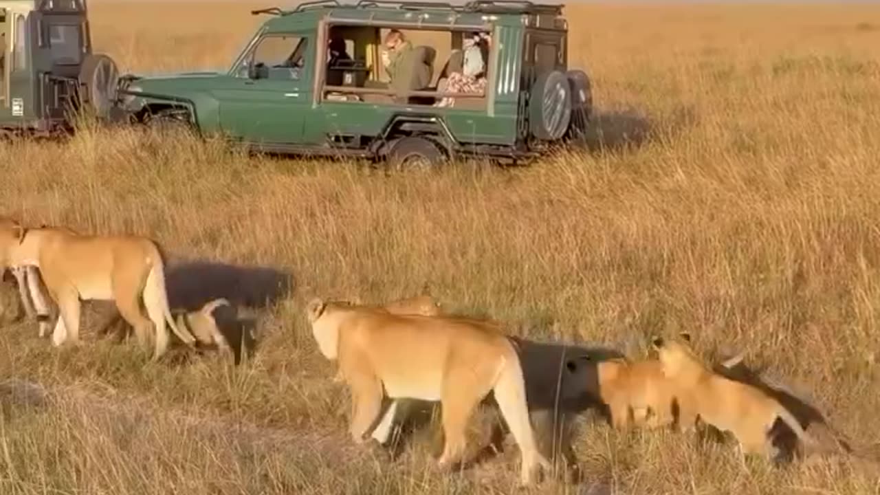 Lioness and their cubs 😊