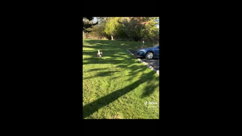 Dear poor little deer. What do you think is it's problem? Please Like, Share and comment