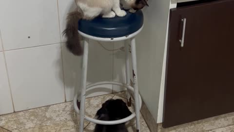 Cat Passes Unwanted Leftovers To Dogs