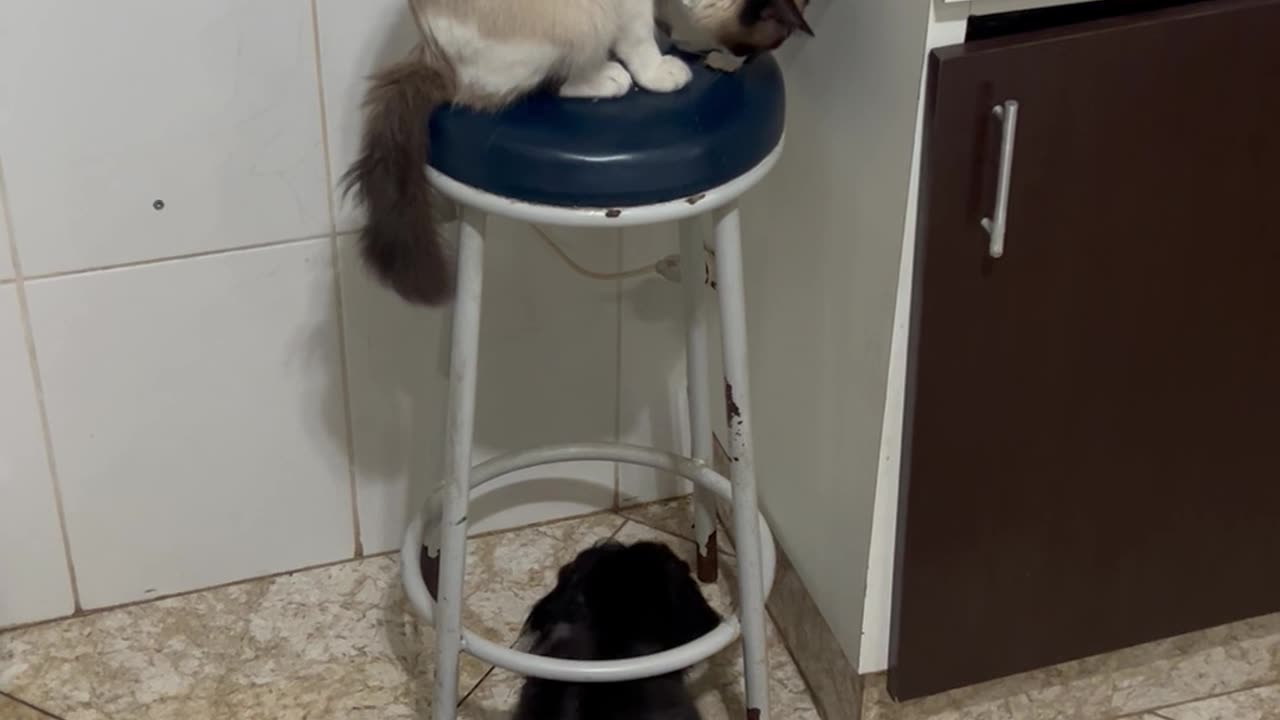 Cat Passes Unwanted Leftovers To Dogs