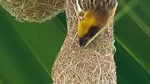 Nature's Tailor Birds and their Incredible nest-making Skills