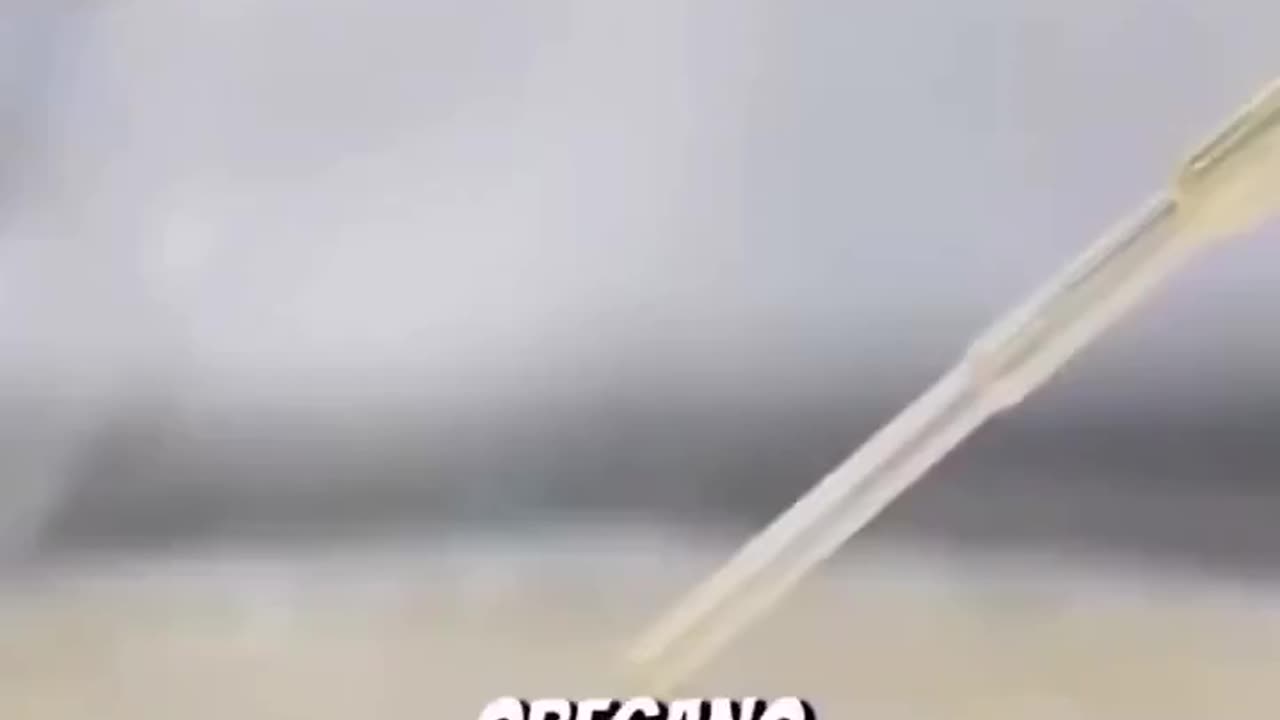 A high-school student proves Oregano essential oil kills...