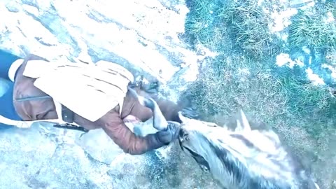 Rock goats that can run on cliffs