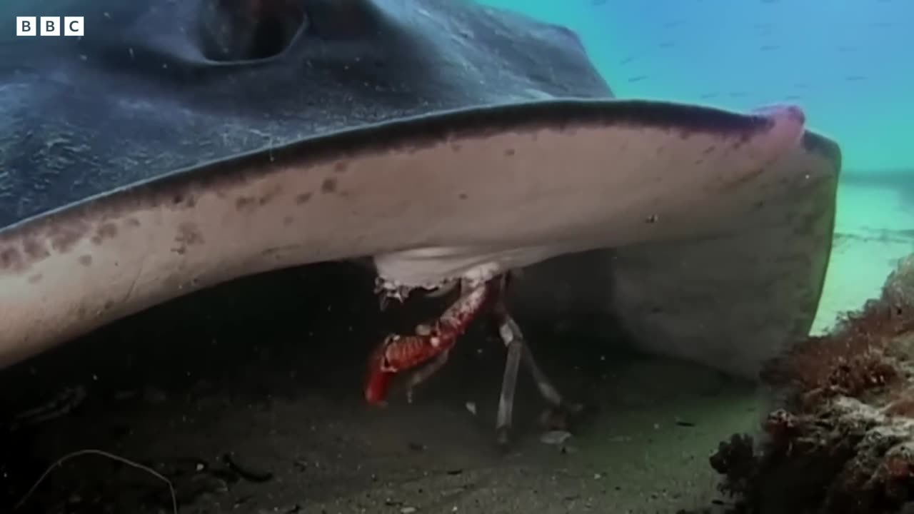😮🔥 Stingray Quickly Consumes Crab Leaving Just Shell! | FeedMyCuriosity