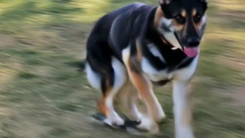 POV: Your Dog Is Cooler Than You