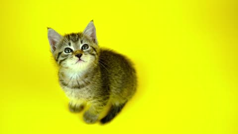 Kitten Cuteness