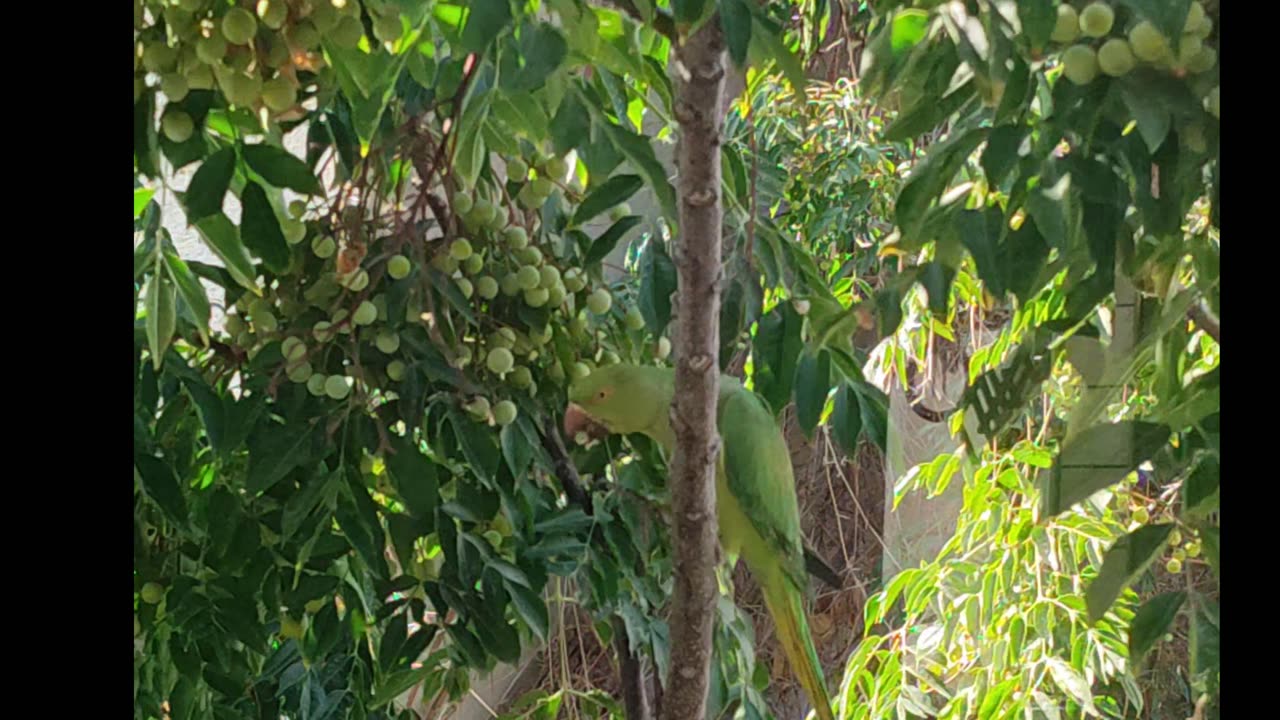 Wild Green Parrot Eating from Our Neem Tree