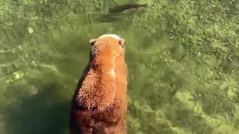 🤯✨ Bear Hunts Fish While Floating! Nature's Amazing Skill | FeedMyCuriosity
