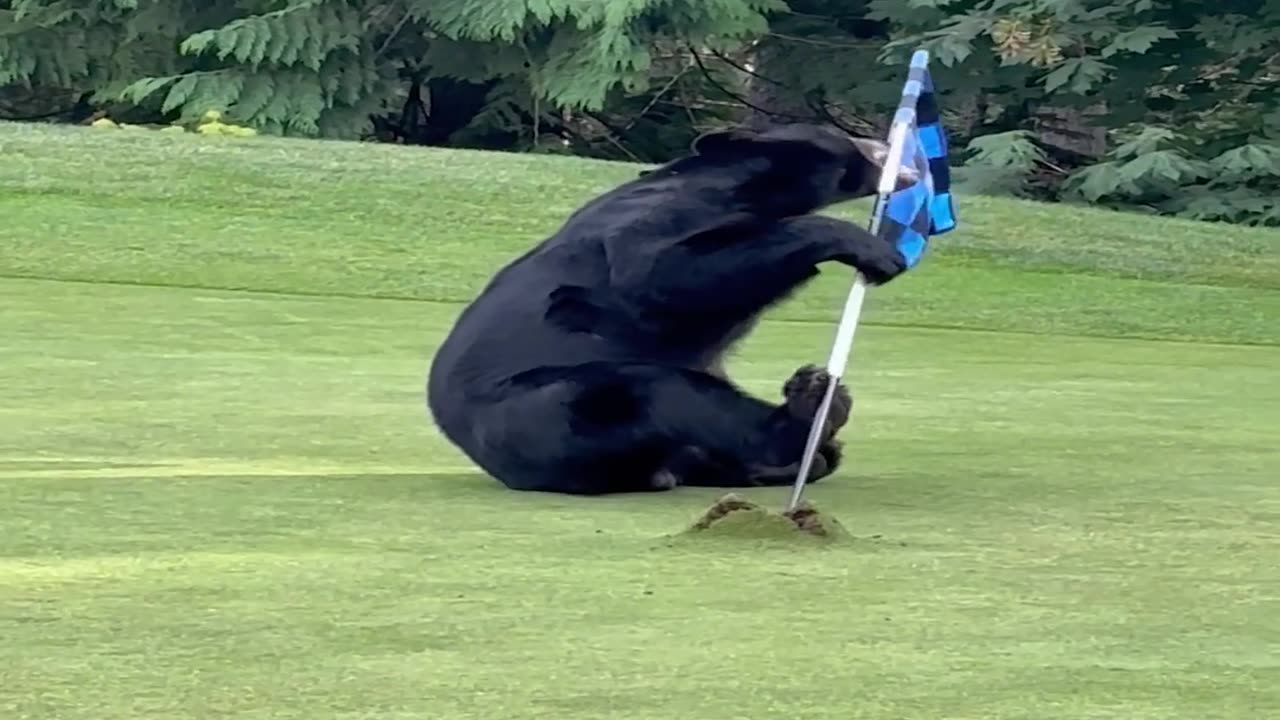 Bear Plays with Golf Hole