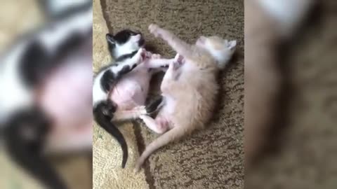 When Cats Forget They’re Supposed to Be Graceful 😹
