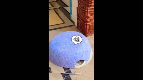 Funny Animal Video