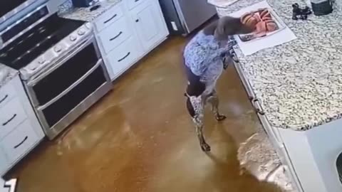 🐶😂 Hungry Puppy Caught in the Snack Bag!#HungryPuppy 🐶😂 #CuteDogs 🐕💕 #FunnyPets 🤣🐾 #DogVideos 🎥🐕