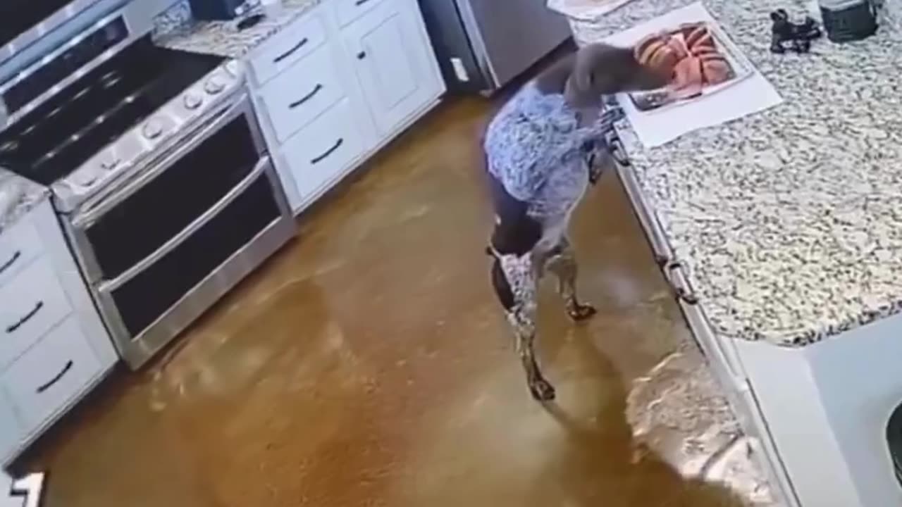 🐶😂 Hungry Puppy Caught in the Snack Bag!#HungryPuppy 🐶😂 #CuteDogs 🐕💕 #FunnyPets 🤣🐾 #DogVideos 🎥🐕