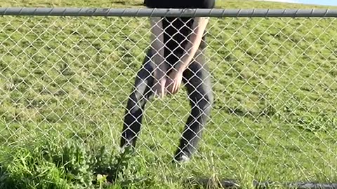 Funny Animals Trying to Jump Over the Fence 😂🐾 | Animal Fails Compilation