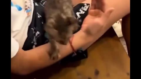 Meow Mayhem: Epic Funny Cat Compilation You’ll Adore!