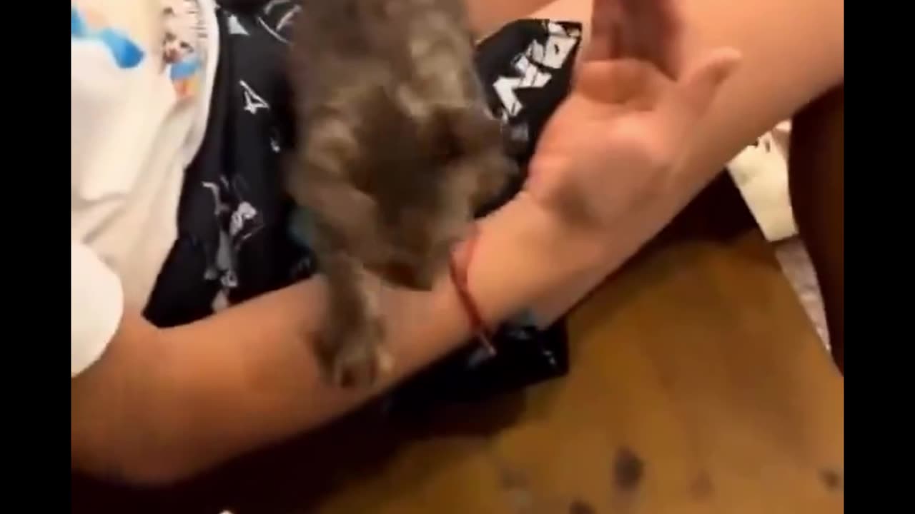 Meow Mayhem: Epic Funny Cat Compilation You’ll Adore!
