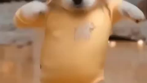 Dancing Puppy Doc🐶 Cute Dog