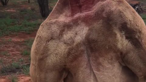 🤯🦘 Witness a Kangaroo Showing Dominance! | FeedMyCuriosity