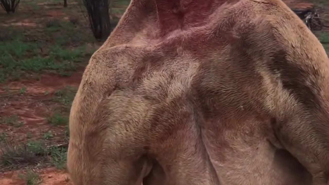 🤯🦘 Witness a Kangaroo Showing Dominance! | FeedMyCuriosity