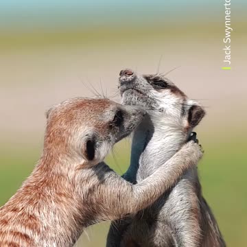 These highly social animals can recognise each other by their calls, just like humans do! ❤️ #Shorts