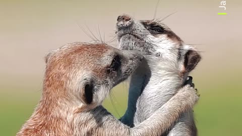 These highly social animals can recognise each other by their calls, just like humans do! ❤️ #Shorts