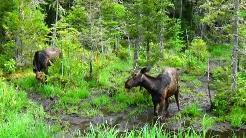 Moose on the Loose