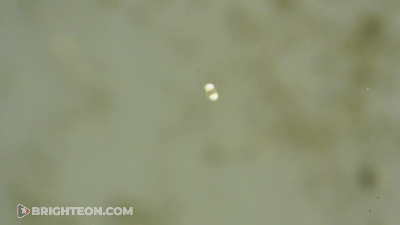 SOMETHING CAME TO LIFE