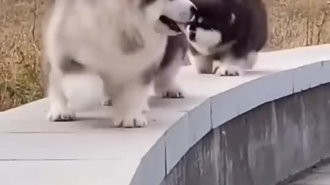 funny Cute puppy falling down