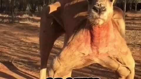 Top 5 astonishing moments that humans didn't knew