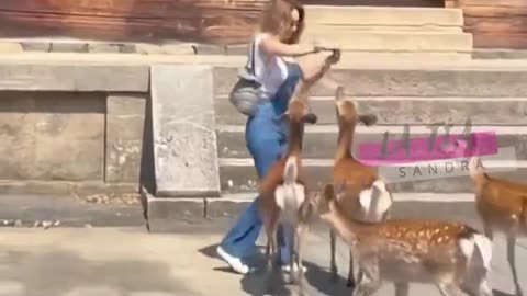 naughty deer