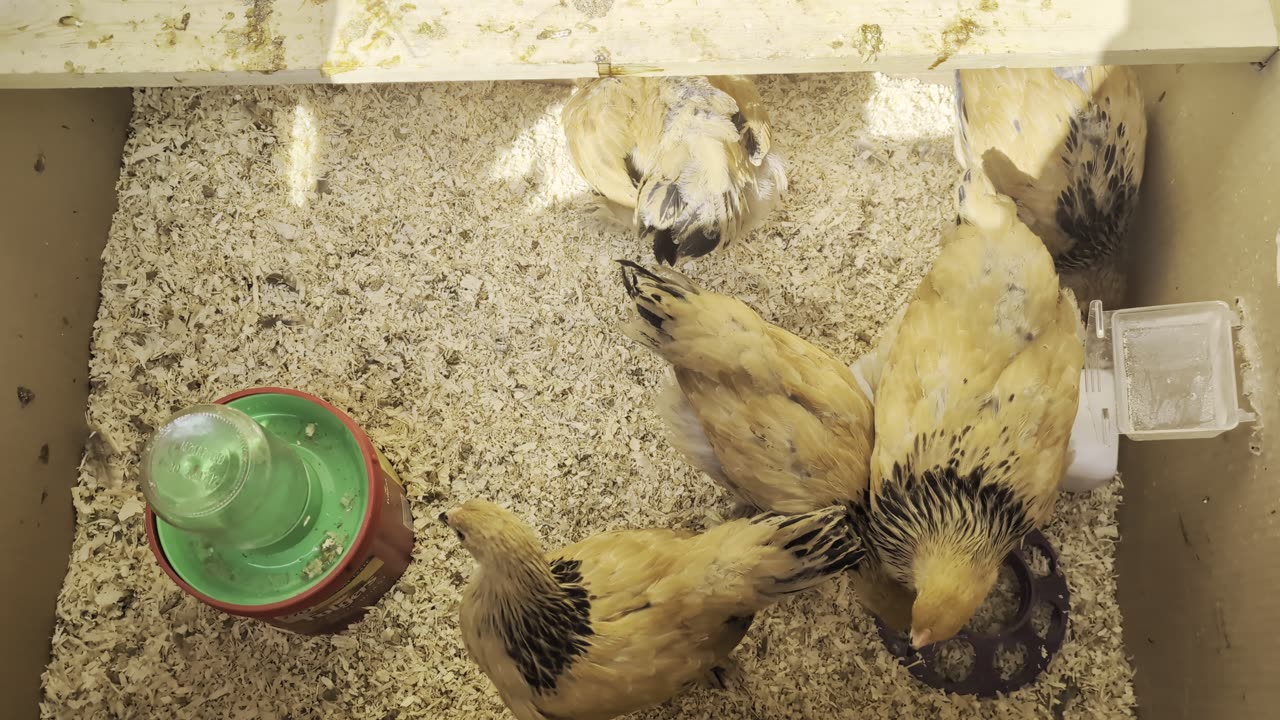 5 Chicks week 7