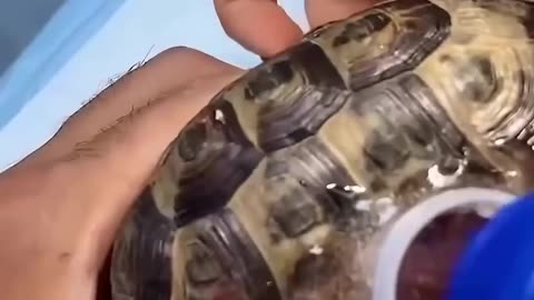 Turtle Shell Healing Journey 🐢