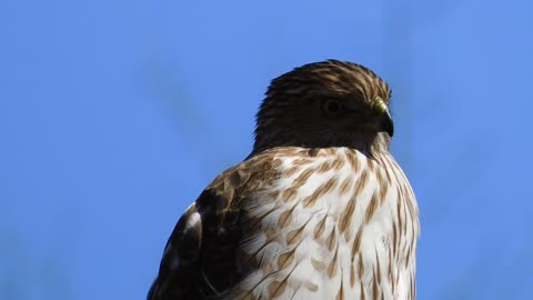 "Broad-Winged HAWK"--by Mystic River on "The Ides of March" 2025