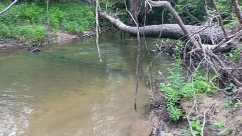 Snapping Turtle #4