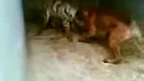 boerboel vs hyena