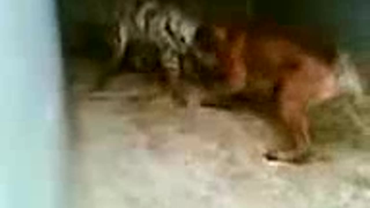 boerboel vs hyena
