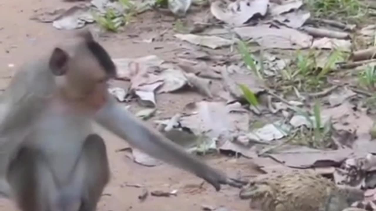 funny video
