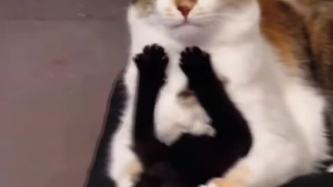 When your cat becomes a mother for the first time