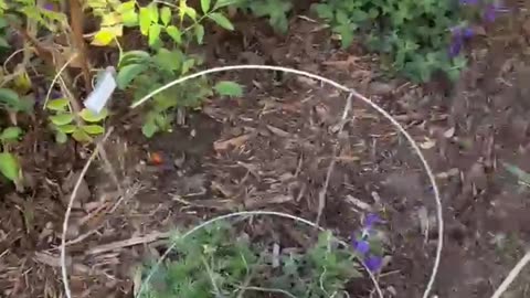 Homeless Destroy Liberal Community Project