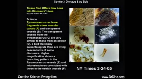 Creation, Evolution & Dinosaurs