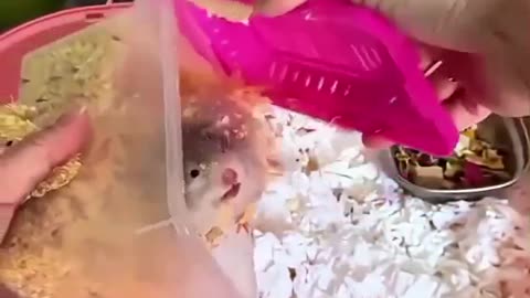 “This Hamster Just Broke the Internet! 😂 Small Body, Big Drama!”