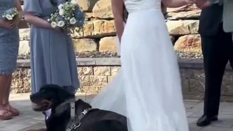 💍🐾 Love, Vows & Paws – The Perfect Wedding Guest! 🐶❤️#DogsAtWeddings 💍🐾 #WeddingVibes ❤️